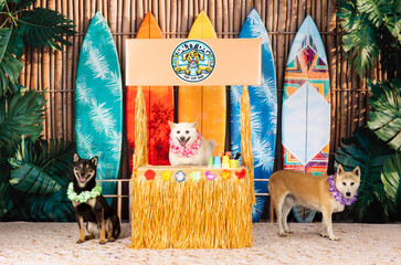 Three Dogs at Tiki Luau Stand with Surfboards and Leis