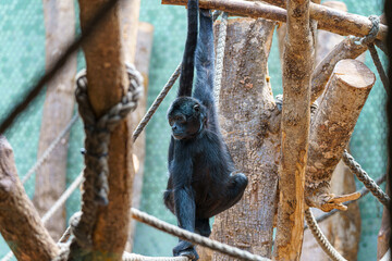 Young gorilla swinging joyfully on ropes in an enriched habitat during daylight hours