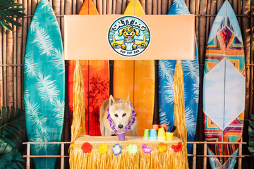 Husky at Luau Stand with Surfboards and Purple Lei