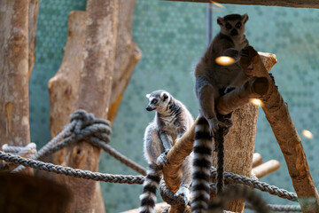 Lemurs relaxing on branches in a natural habitat environment during daytime exploration