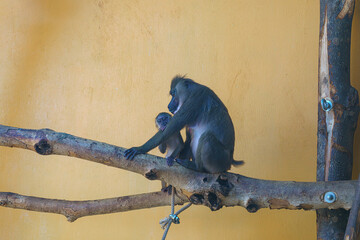 Baboons interact on a branch in a wildlife sanctuary during daylight hours