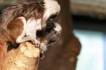 Fototapeta premium Two marmosets playfully interact on a branch in a vibrant setting during a sunny afternoon