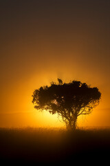 A secretary bird (Sagittarius serpentarius) atop a tree silhouetted against an orange pre-dawn sky...