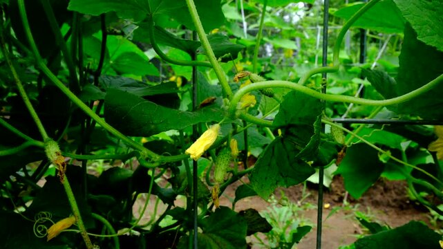 Hand held close up shot of tiny gherkin cucumbers hanging from vines while blooming plants climbing to trellis