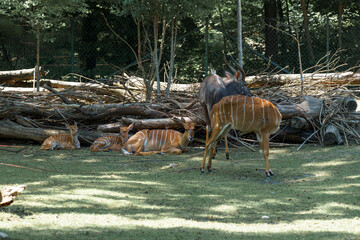 Striped deer resting peacefully near a pile of logs in a lush forest setting during daylight hours