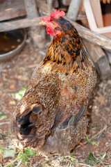 Gallina ovaiola nel pollaio