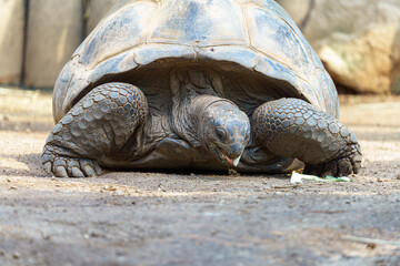 Giant tortoise foraging on the ground in a natural habitat during sunny daytime