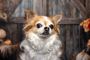Close-Up of Long-Haired Chihuahua in Rustic Barn Setting