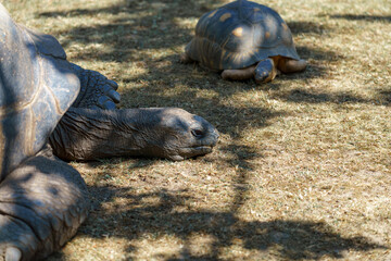 Large tortoise and smaller turtle resting on dry grass in a sunny outdoor setting during midday