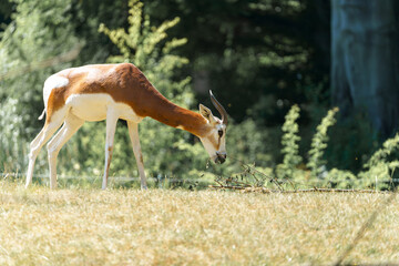 Grazing antelope in a sunlit meadow surrounded by lush greenery in the afternoon