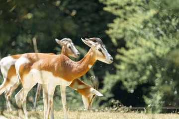 Majestic antelopes grazing peacefully in a lush green forest during a sunny afternoon