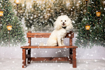White Poodle Sitting on Bench in Snowy Forest Scene