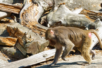 Baboons exploring their natural habitat near logs in bright sunlight at a scenic wildlife reserve