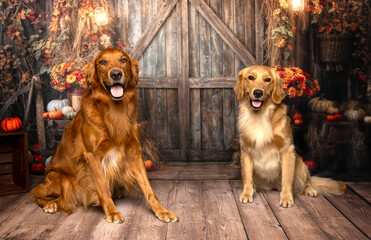Two Golden Retrievers in Rustic Fall Barn Portrait