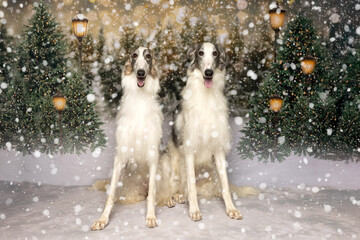 Elegant Borzoi Pair in Snowy Forest with Lanterns