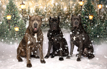 Three Cane Corso Dogs in Snowy Winter Forest