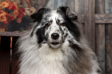 Close-Up Portrait of Fluffy Black and White Dog