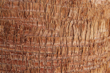 Close-up texture of rough palm tree bark with fibrous brown strands and layered ridges. Natural tropical background with detailed surface pattern.