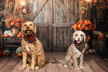 Two Dogs in Rustic Fall Barn with Plaid Scarves