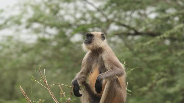 Young white monkey portrait with black face white hair lol king confused. India safari in jungle.