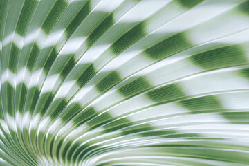 Close-up of tropical palm leaf with striped texture and radiant green light. Abstract nature background with sunlight and shadows. Ideal for eco, spa, and wellness design themes.