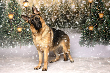 Curious German Shepherd in Snowy Holiday Scene