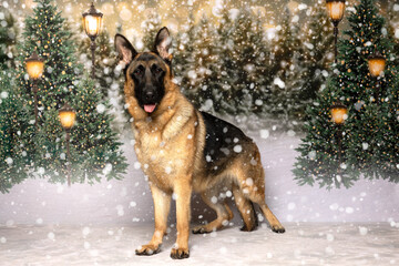 German Shepherd Sitting in Snowy Forest Scene