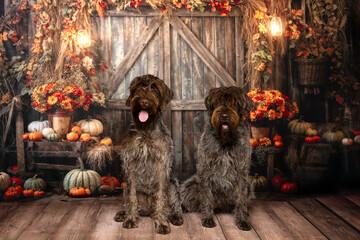 Two Wirehaired Dogs Posing in Rustic Fall Barn Scene