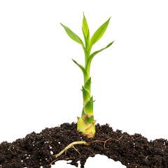 A young green bamboo shoot with visible roots emerging from dark soil isolated on transparent background