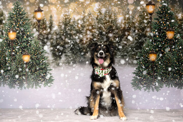 Dog Enjoying Snowy Winter Forest