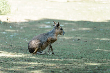 Mara sits quietly on green grass in a sunlit area, showcasing its unique features during a calm...