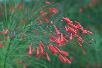 Delicate red tubular flowers of Russelia equisetiformis hanging from slender green stems, set against a soft-focus garden background.
