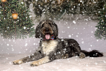 Scruffy Dog Lying in Snowy Winter Scene with Trees and Lights