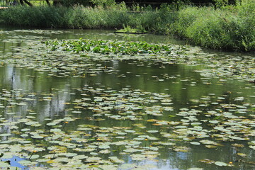 Beautiful yellow lilies on the surface of a pond. Russia.