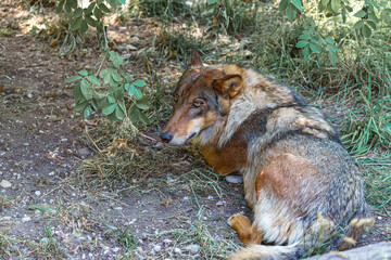 Wolf rests in shaded underbrush during daytime in a natural habitat