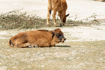 Calf resting on grass while another cow grazes nearby in sunlight at a rural farm