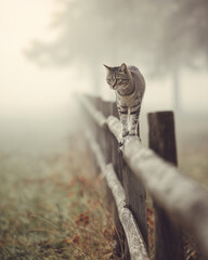 cat on a fence, cat walking along a wooden fence in light morning fog, autumn, fall season