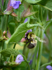 Bumble Bee on a Flower
