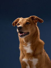 A dog lifts its head with ears up, shot from the side. The frame is balanced with soft light and a...