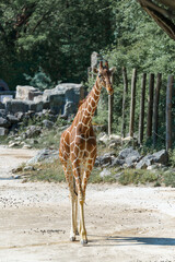 Giraffe walking along a path in a serene setting at a wildlife sanctuary during daytime