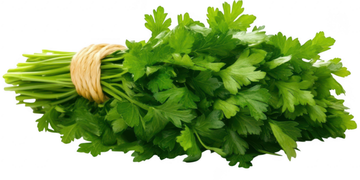 Bunch of fresh parsley tied up on transparent png photo