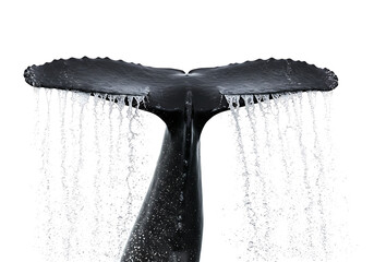 Whale tail emerging from water creating a symmetrical splash