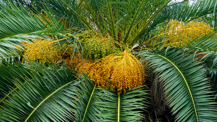 Date palm (Phoenix dactylifera) with bunches of ripening fruits close up.Selective focus.