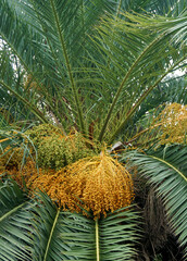 Date palm (Phoenix dactylifera) with bunches of ripening fruits close up.Selective focus.