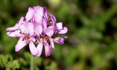 Pink purple geranium flowers in a summer garden close up. Blooming Pelargonium graveolens.Banner with space for text.Selective focus.
