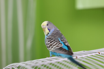 People take care of and play with budgies of the 