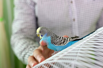 People take care of and play with budgies of the 