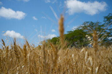 A vibrant golden wheat field stands tall under a clear blue sky with fluffy white clouds,...