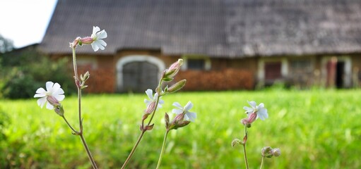 Rural environment background. Grasslands and flower beds in the foreground, close-up. Authentic ancient clay farm building in the blurred background. Tranquility, daylight, simple, idyllic image