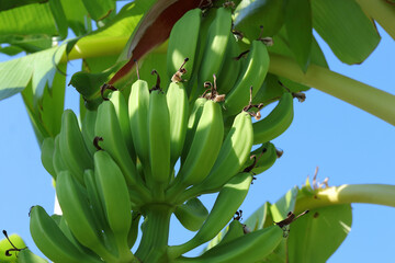 Close-up of fresh green bananas hanging on the plant in tropical sunlight, surrounded by lush leaves.